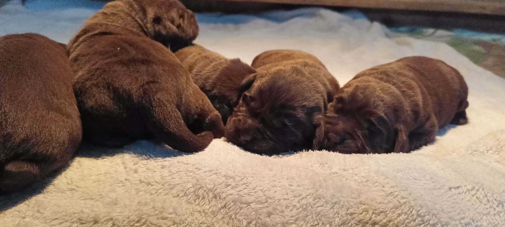 Labrador Retriever Zkwp/FCI - czekoladowe szczenię