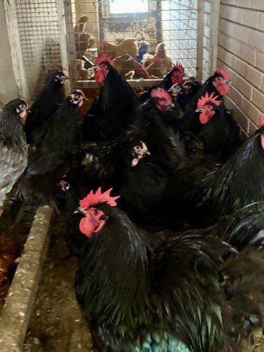 Орпингтон кури та півники