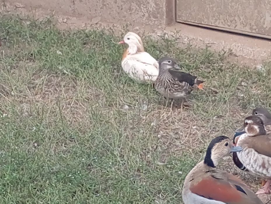 Casais de Patos ornamentais