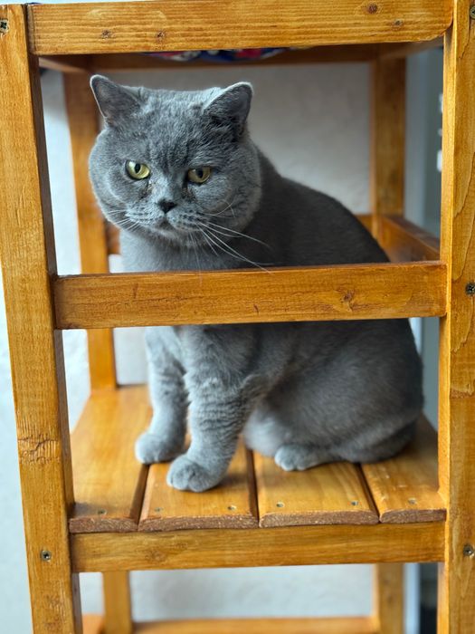 Віддам в добрі руки кицю