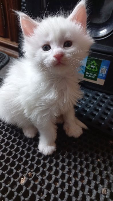 Kocurek Maine Coon WCF