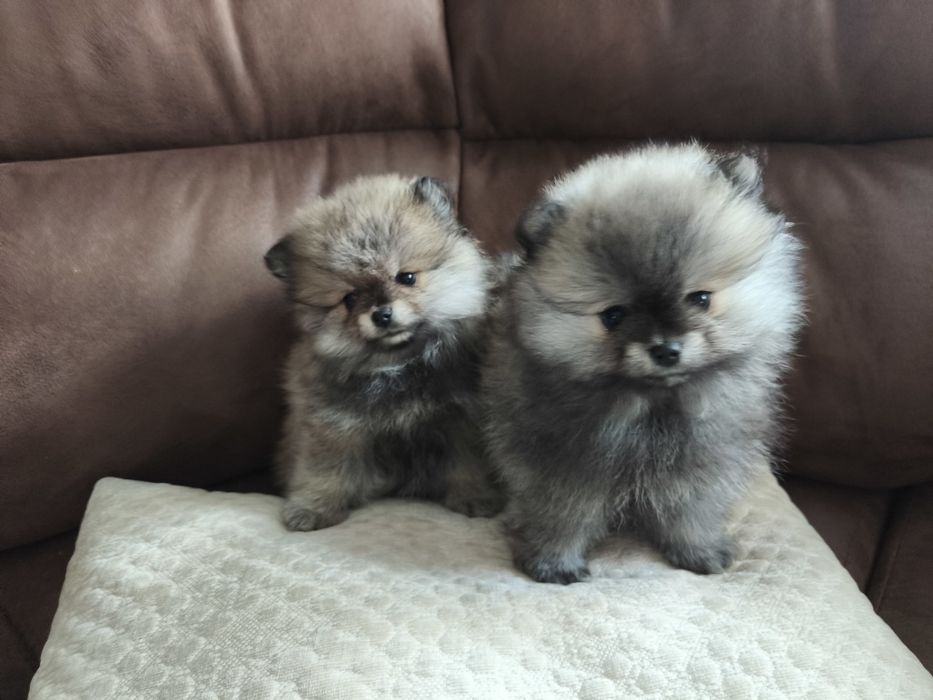 Szpic miniaturowy Pomeranian suczka