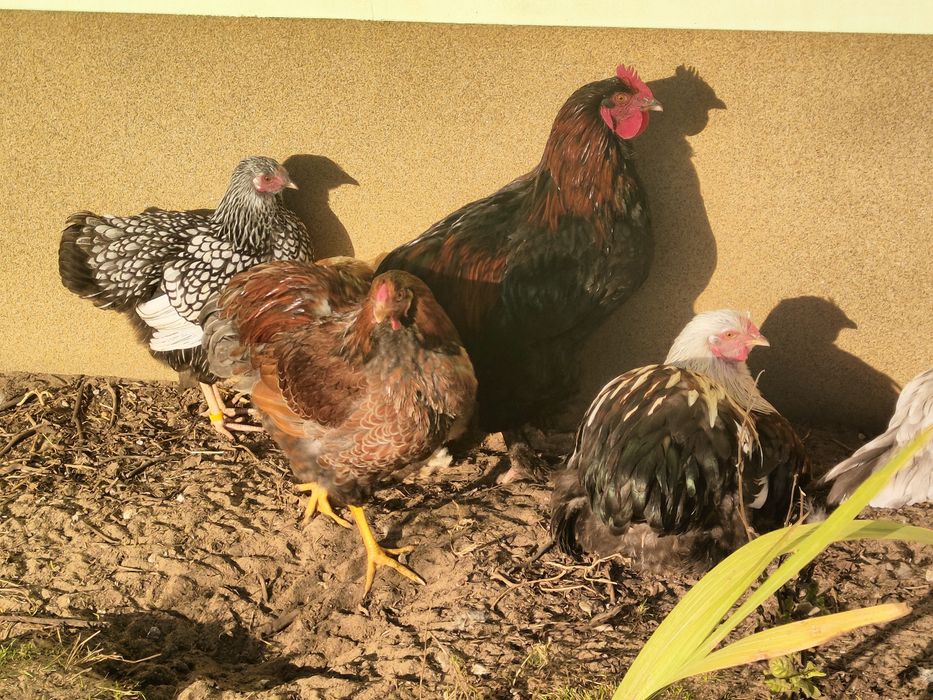 Sprzedam nadwyżkowe koguty