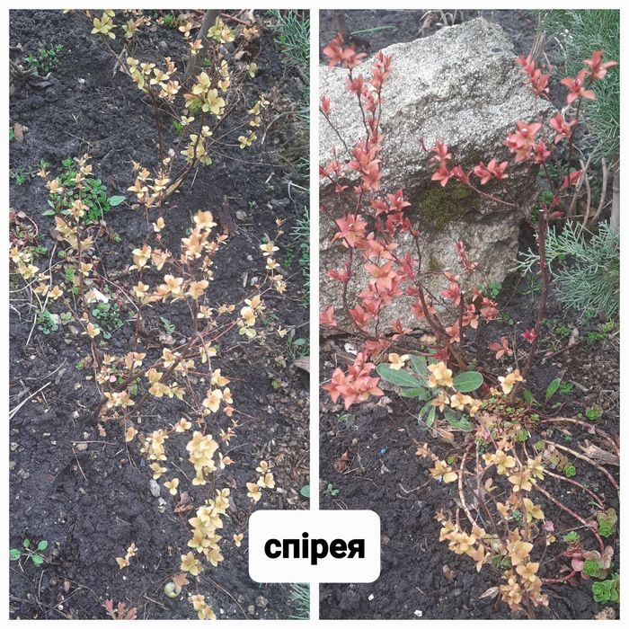 Декоративні кущі.