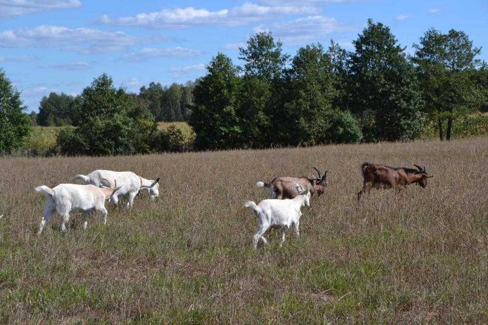 Wypoczynek na Agroturystyce Staw i Koza