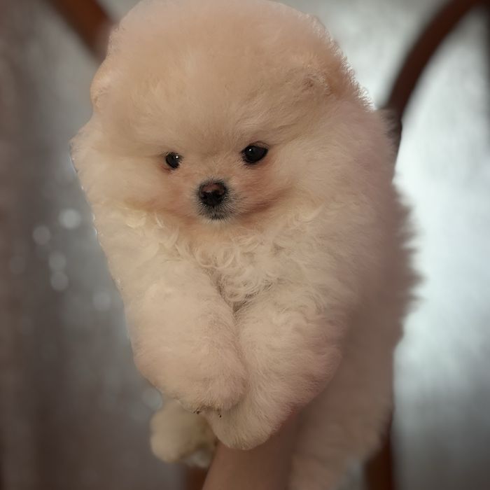 супер ведмедик шоу Классу