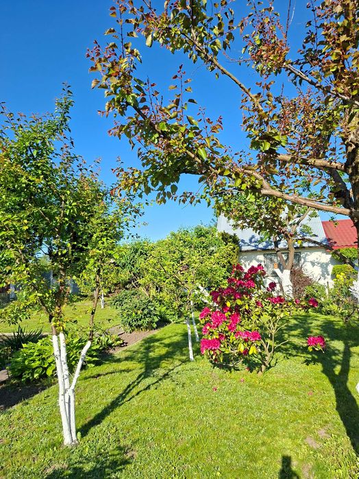 Dzialka rekreacyjna ROD Relax - Widok 2