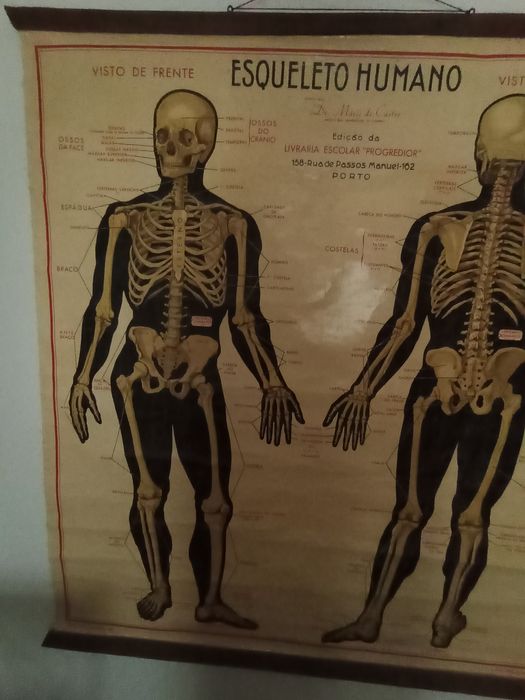 Mapa Esqueleto Humano