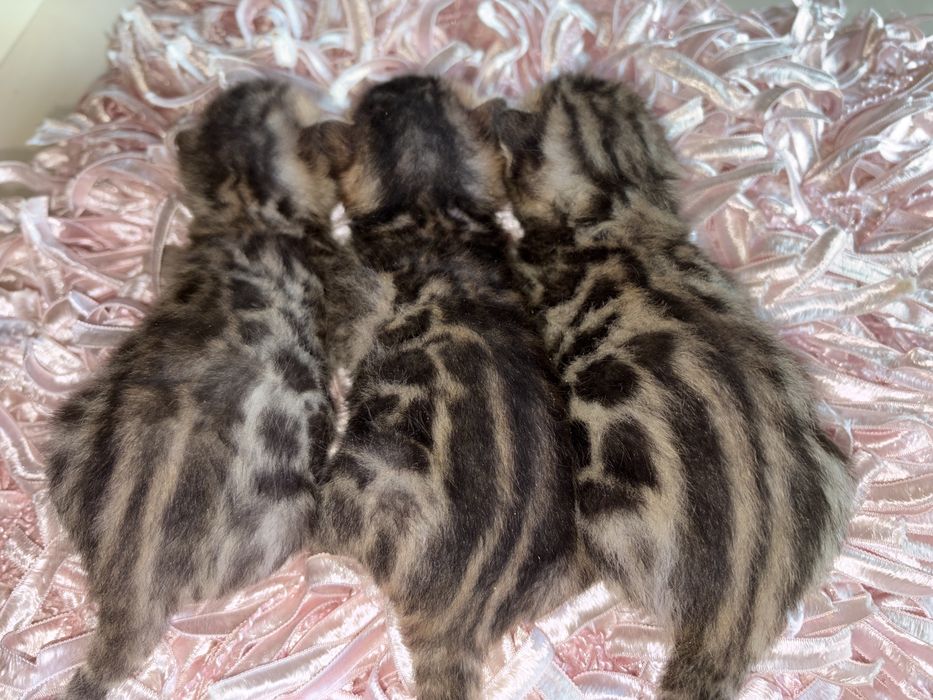 Бенгальські кошенята