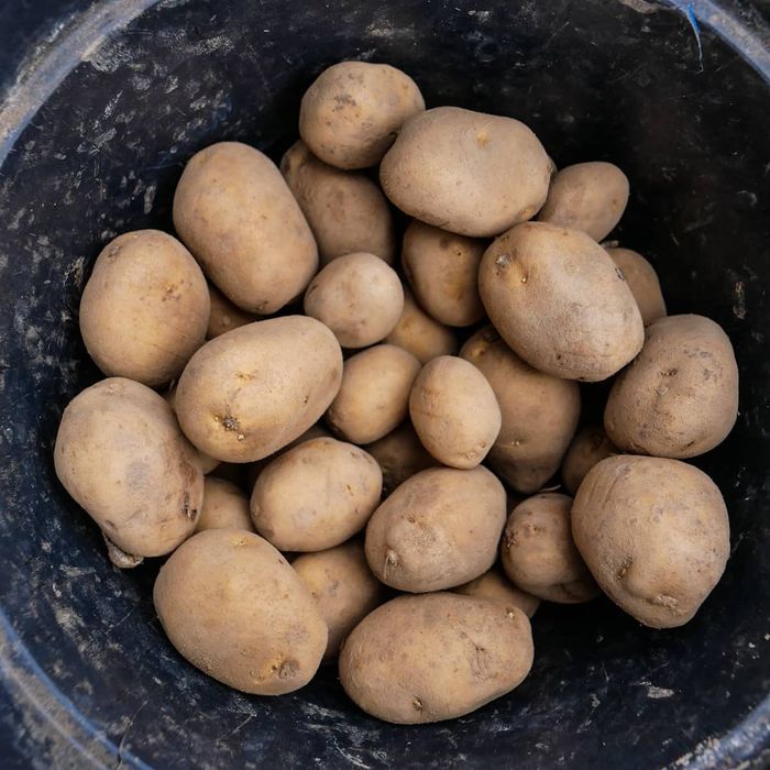 Ziemniaki Vineta 2025