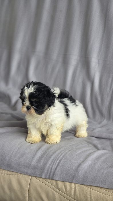 Shih-tzu macho disponível