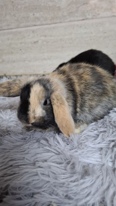 Mini holandês/mini lop orelhudo