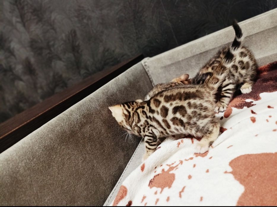 Бенгальские котята