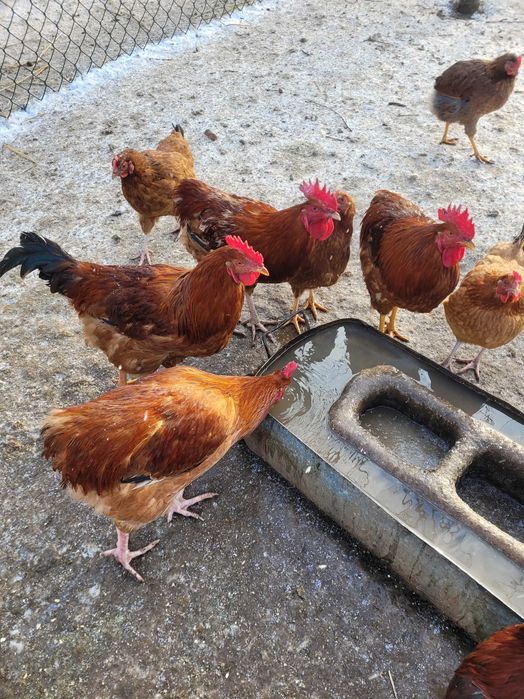 Koguty leghorn,zielononozka,rosa