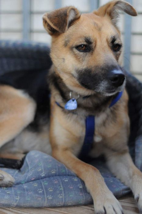 Jadzia szuka domu!!!