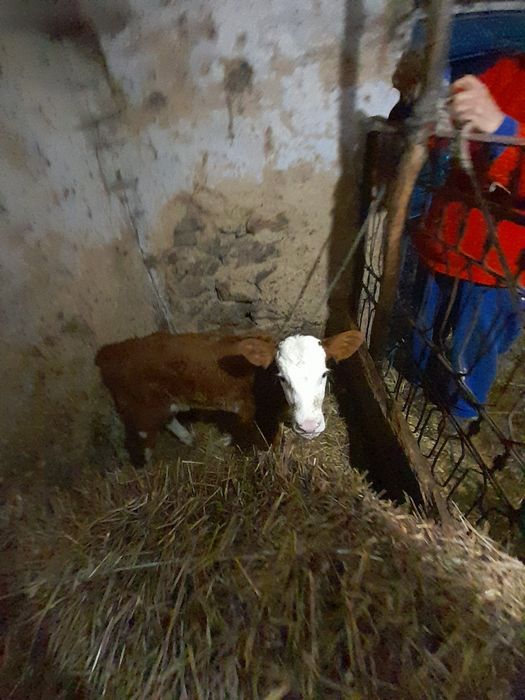 Пролаєця теличіка 10 днів