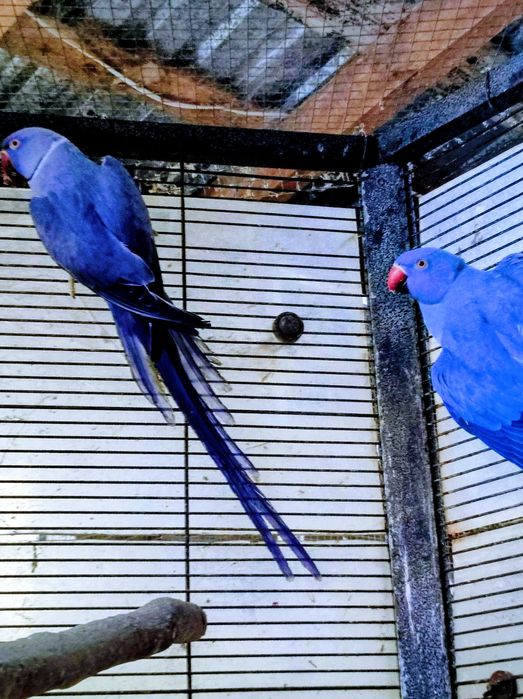 Aleksandretty-aleksandretta fiolety