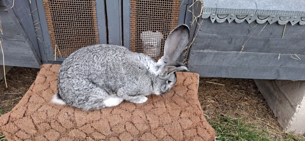 Кролики Б.В є різні лінії