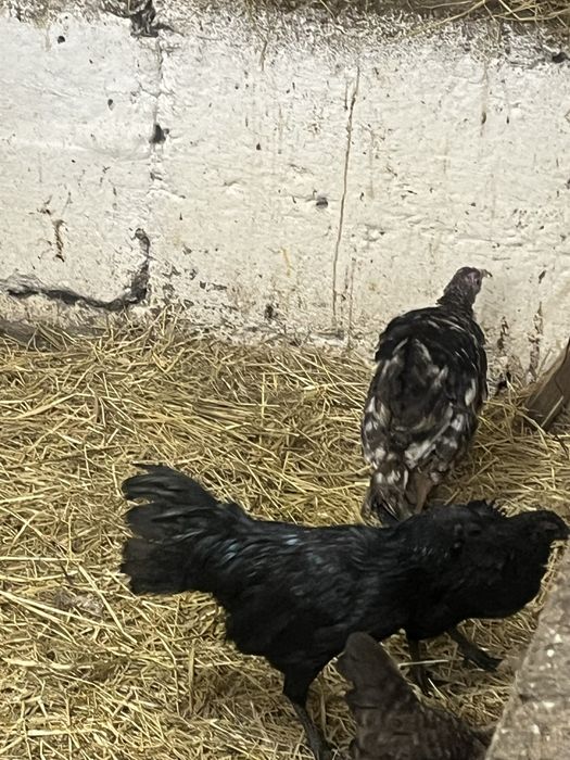 Kogut ayam cemani