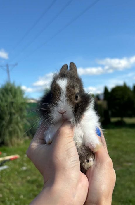 Królik króliczek miniaturka teddy puszysty