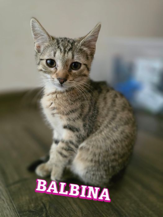 Małe kotki szukają domków