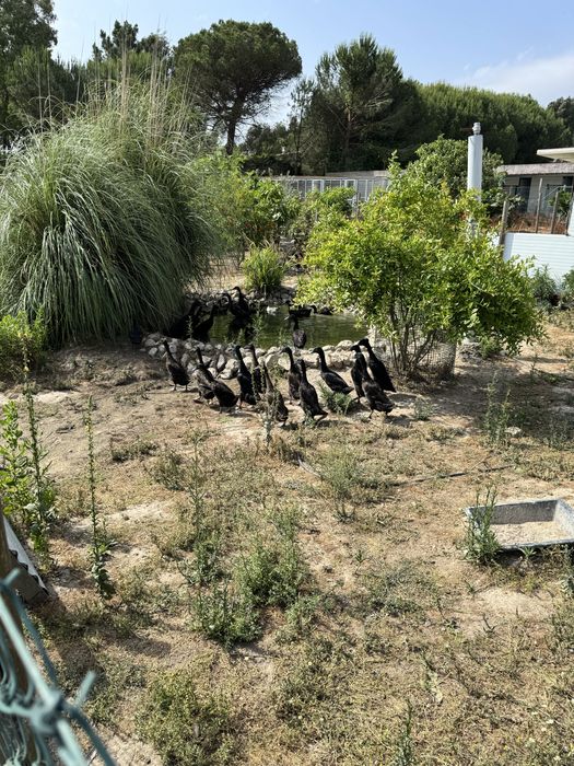 Pato corredor indiano