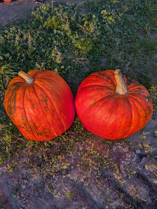 Dynia olbrzymia halloween