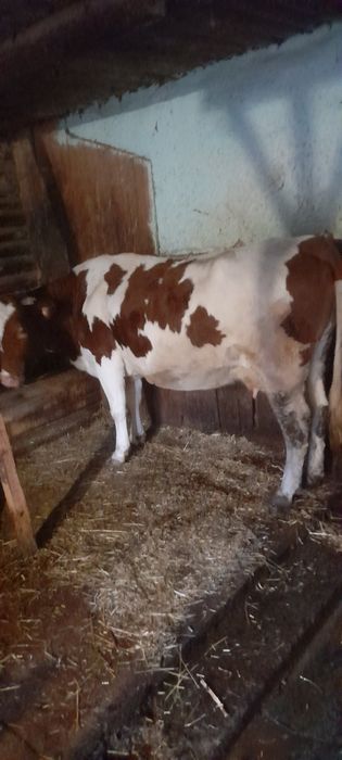 Дуже спокійна та молочна.