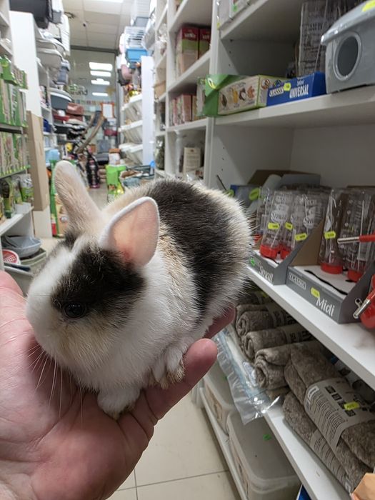 Królik Teddy w Gruby Kocur sklep zoologiczny ul. Leska 2