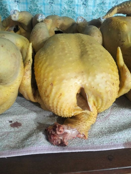 Бройлер домашній