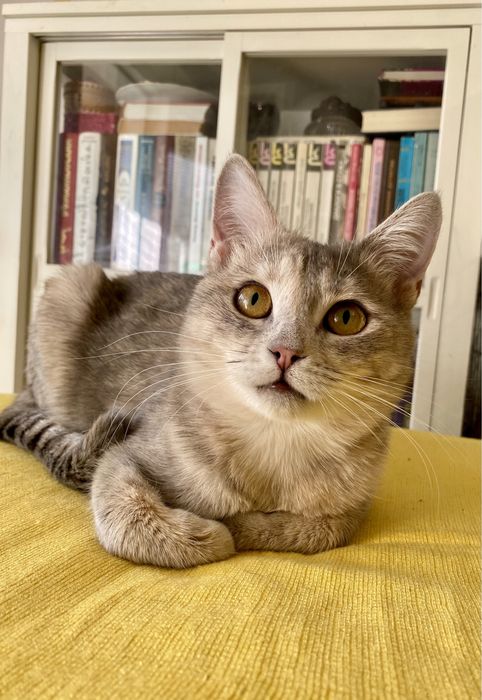 Весела красуня у пошуку надійноі родини!