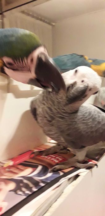 Psittacus Erithacus M adulto