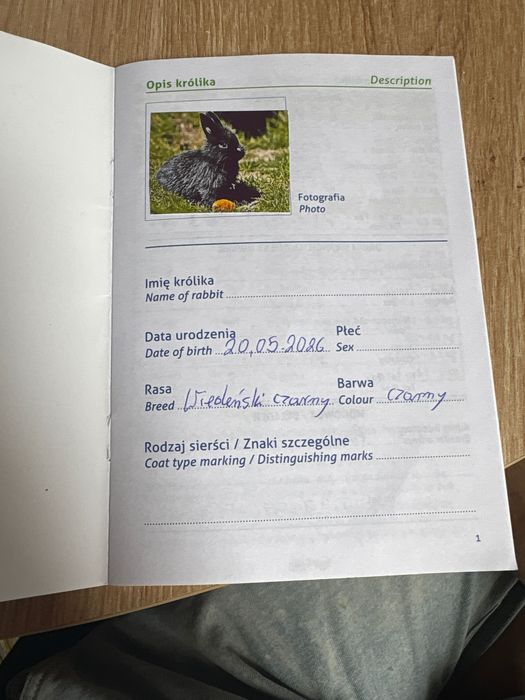 Sprzedam króliki wiedeńskie czarne