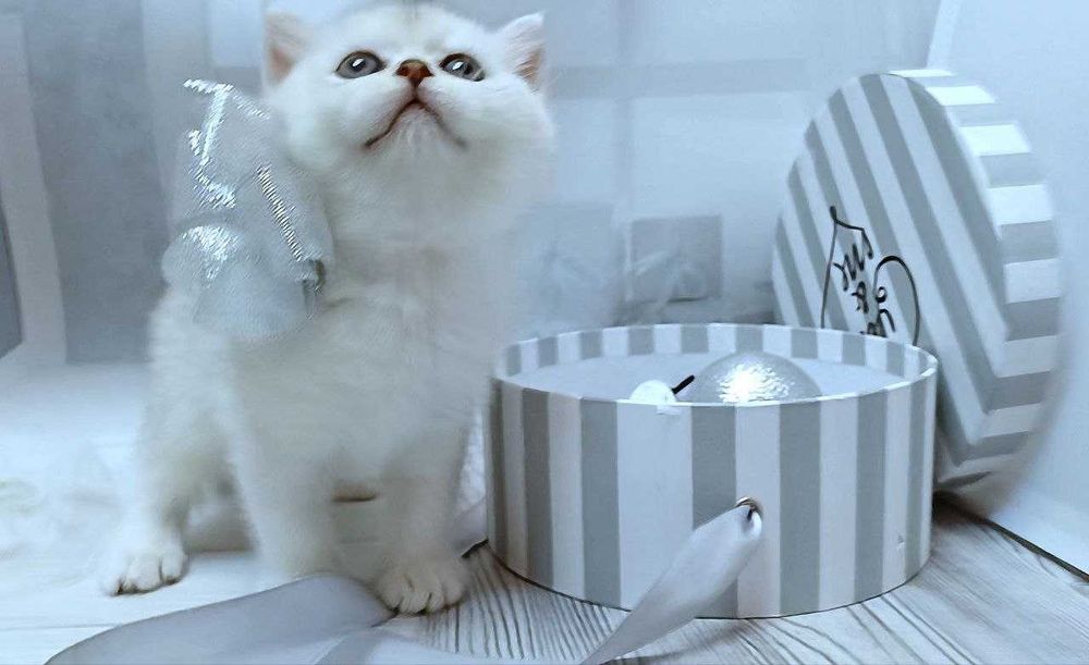 Продам кошенят скотіш фолд та скотіш страйт