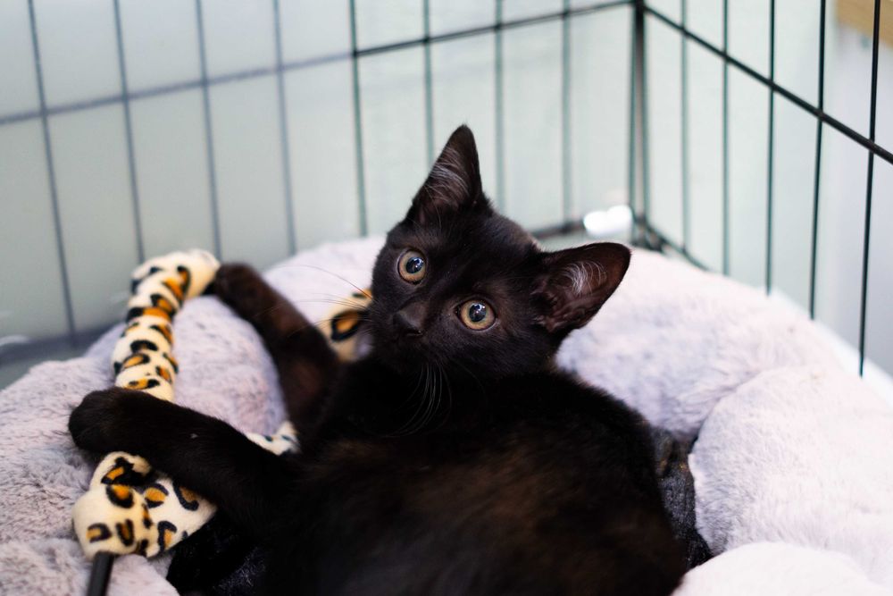 Jaś - kot do adopcji