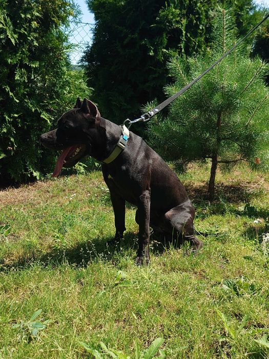 американський пітбуль. Доставка. Pitbull. АПБТ. Суми