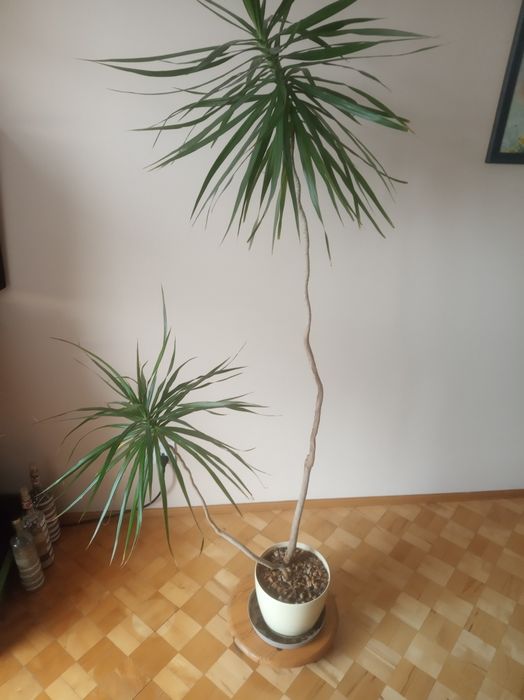 Piękny kwiat dracena 170 cm