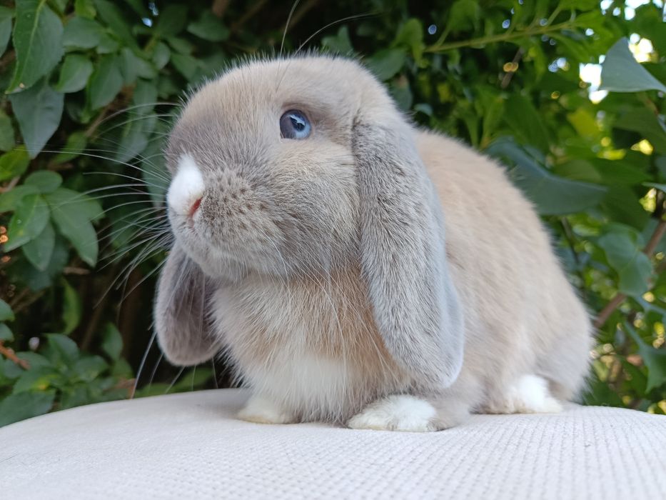 Samiec mini lop do hodowli królik samiec rozpłodowy