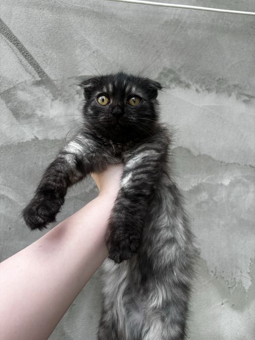Продається  хлопчик висловушка (шотландський)