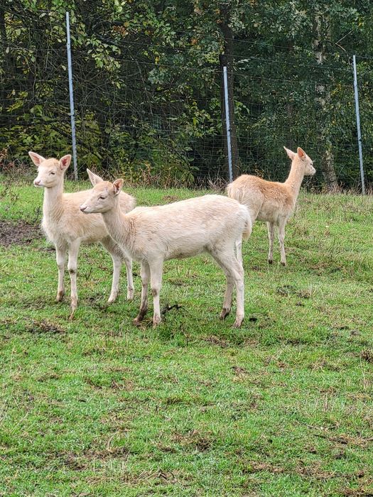 Łanie białe i płowe