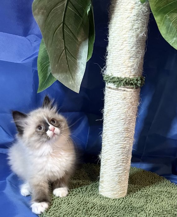 Kocurek syberyjski, neva masquarade po utytułowanych rodzicach