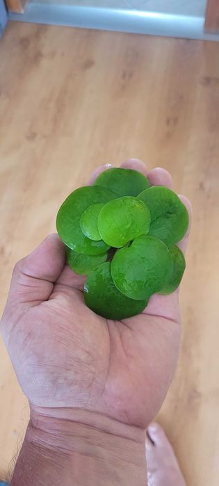 Linobium roślina pływająca do akwarium oczka