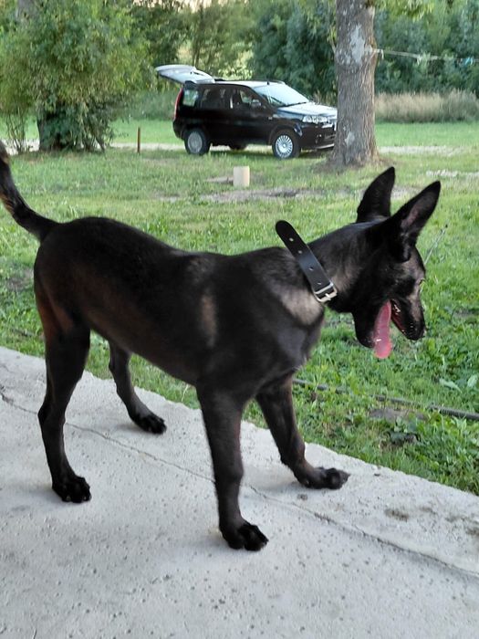 Suczka na sprzedaż- owczarek belgijski malinois