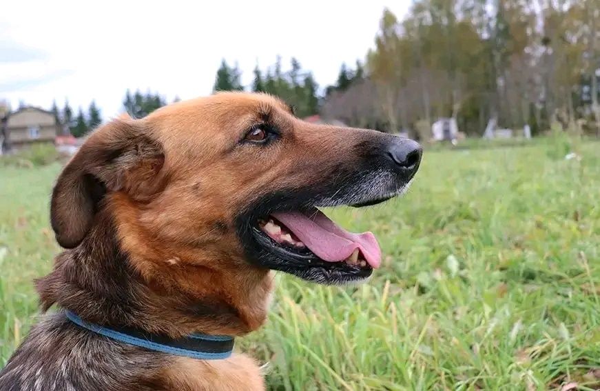 Kora - cudowna sunia w typie owczarka niemieckiego