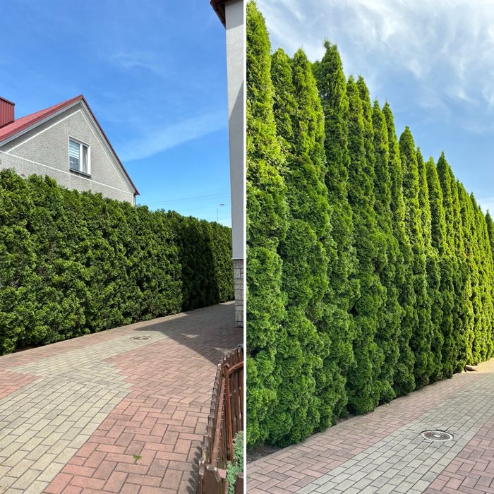 Przycinanie tuj żywopłotów zakładanie trawników glebo separacyjna