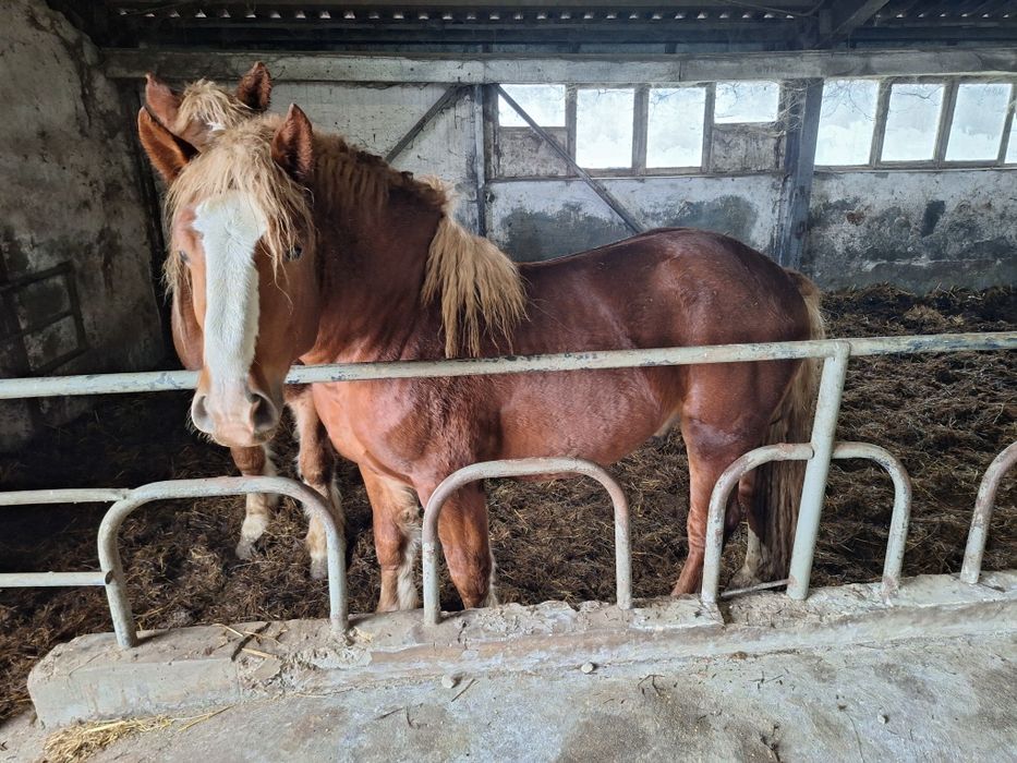 Konie zimnokrwiste sokólskie