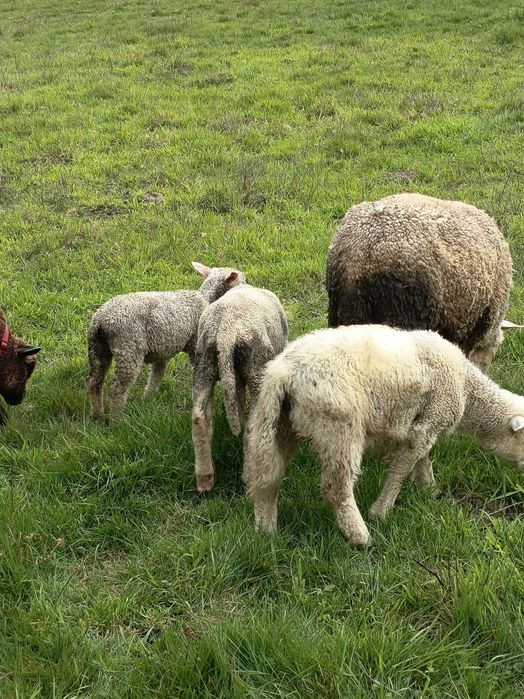Ovelhas de boa qualidade