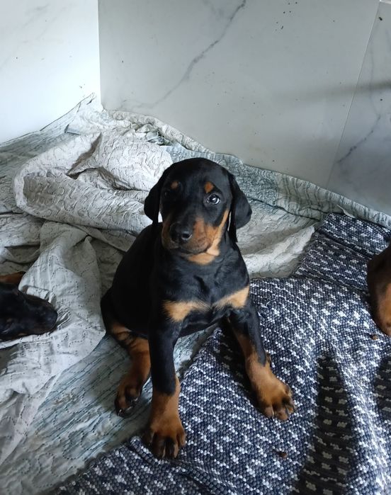 Excelente Dobermann fêmea