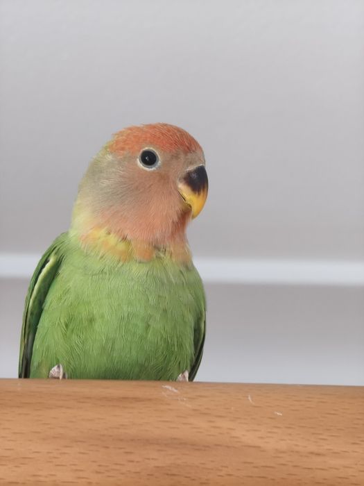 Agapornis roseicollis