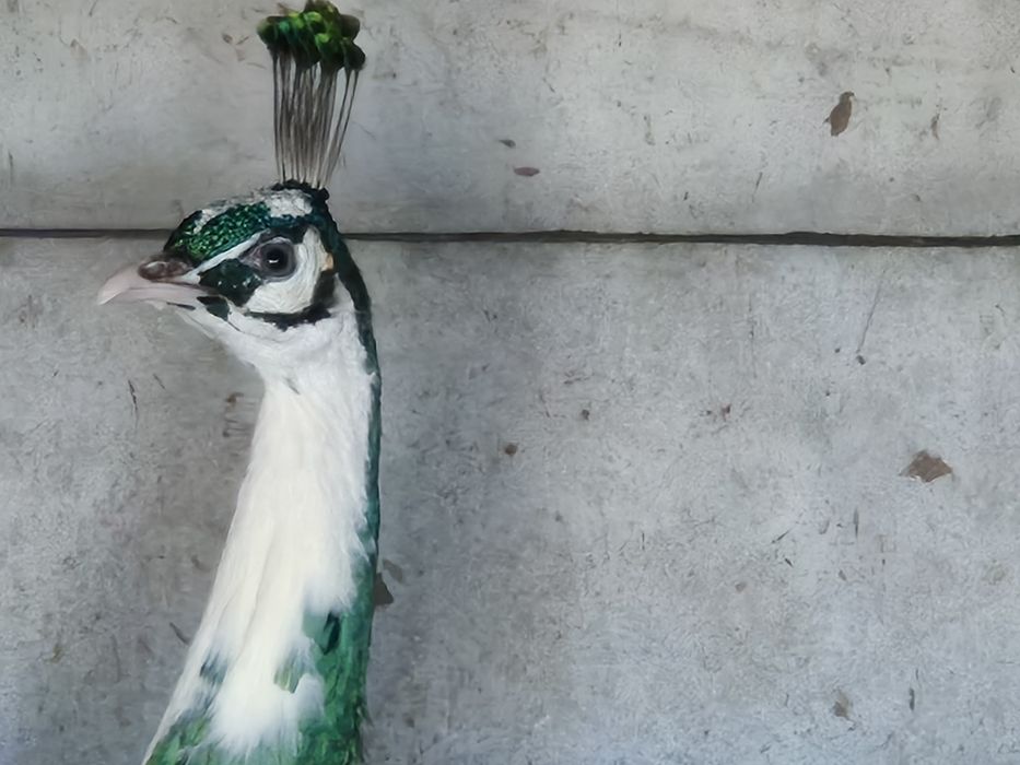 Paw Szmaragdowy szek